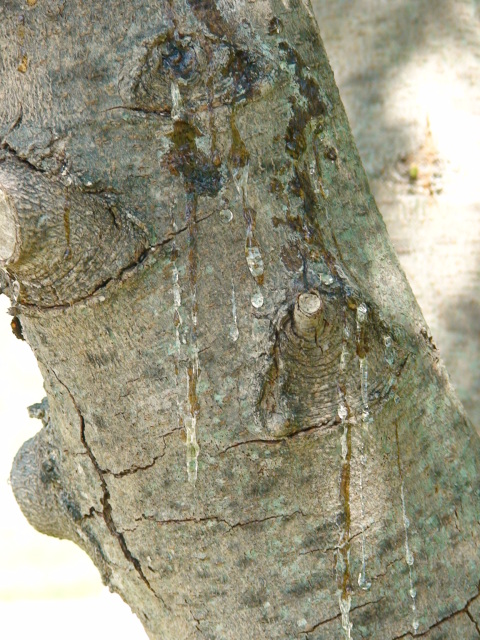 Chinese Pistachio Tree