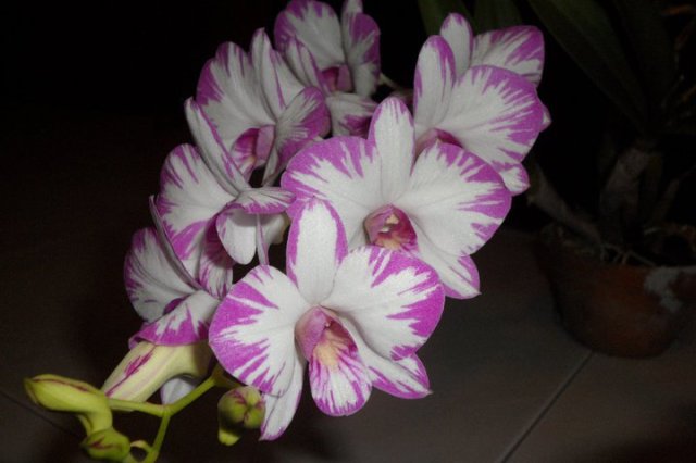 orchid