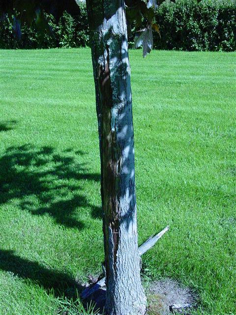 red leaf maple