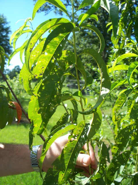 Peach tree disease