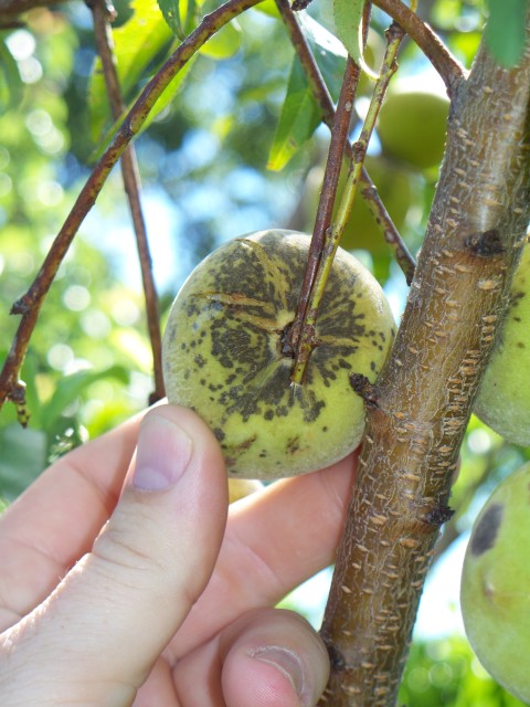 Peach tree disease