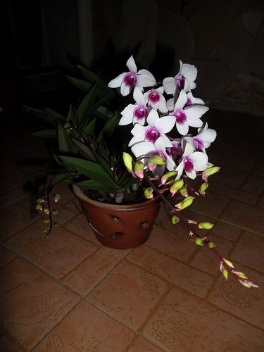 orchid