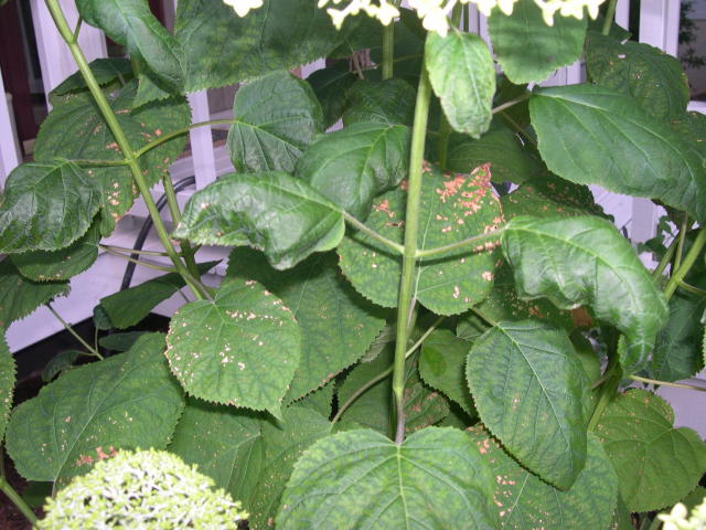 Hydrangea Spots