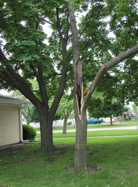 Tree hollow decay 