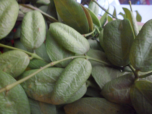 Hoya