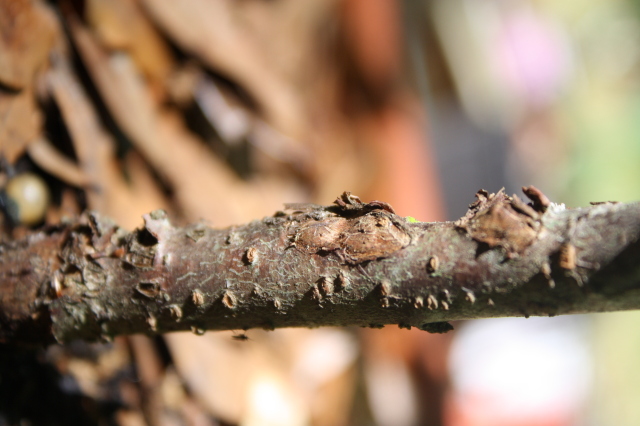 bumps on plum