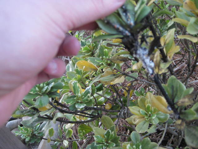 Pittosporum