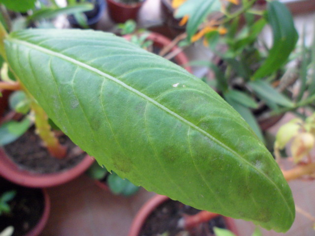 Balsam Plant