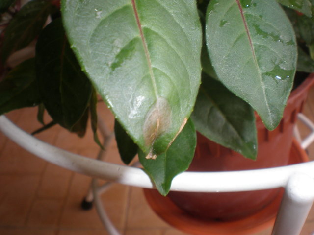 Fuchsia Leaf