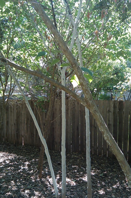 Trees in Yard