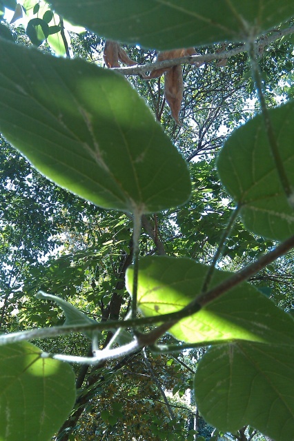 Bark lice on leaf?