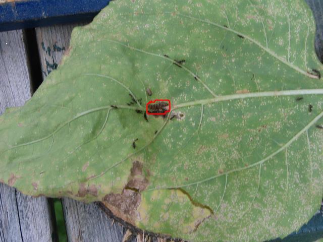 Sunflower pests