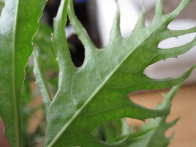 Underside of Aralia