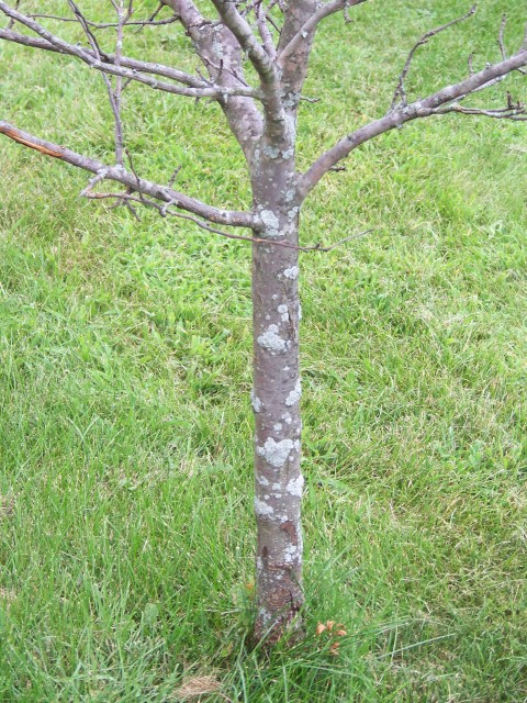 Apple tree 1