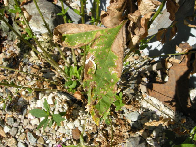 Phlox leaf