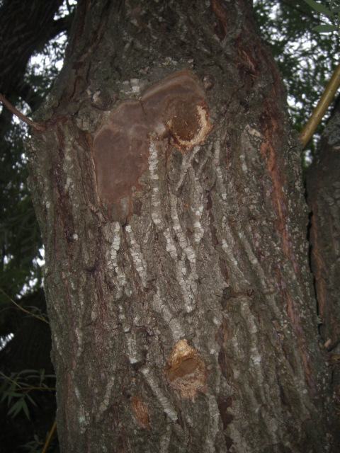 Willow Tree Fungus