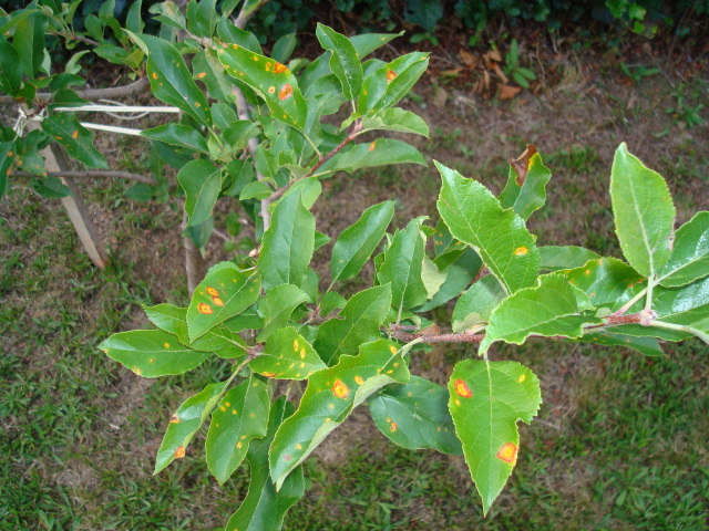 apple leaves