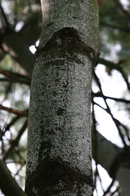 white haze on pine