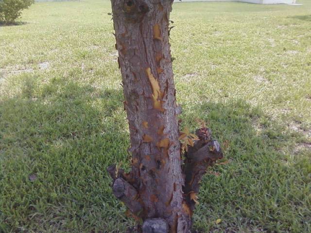 Elm Tree Damage