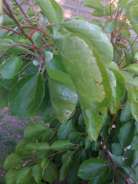 Apricot Tree