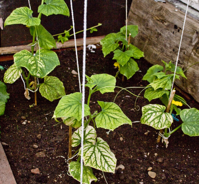 cucumber plants