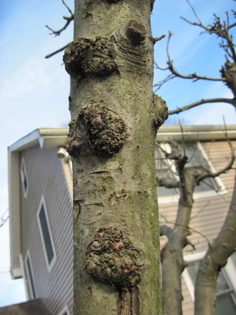 crabapple disease