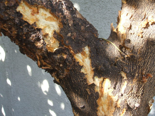 orange tree trunk