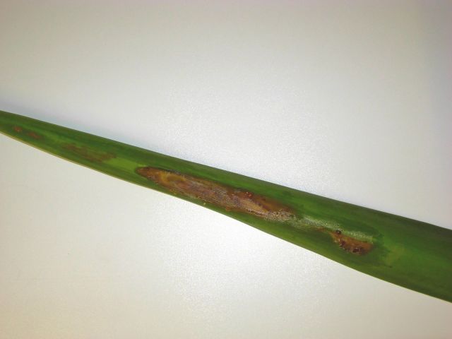 Yucca leaf