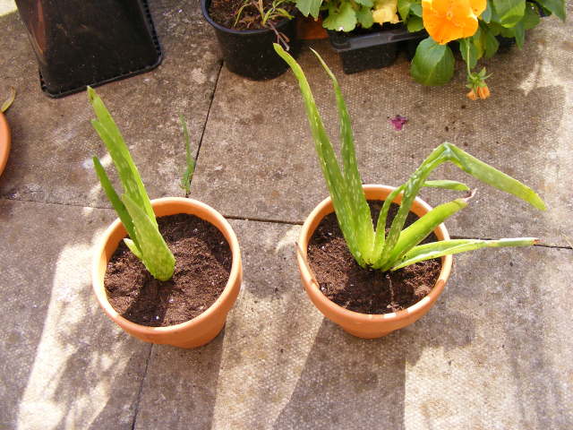 Aloe pups