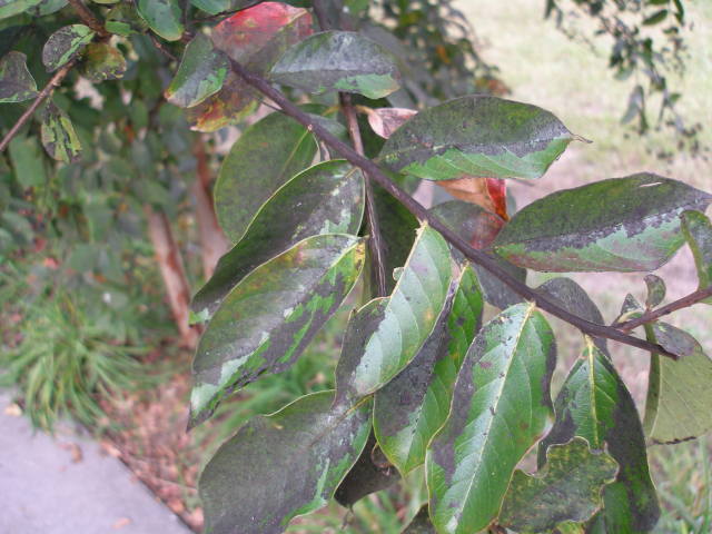 leaves