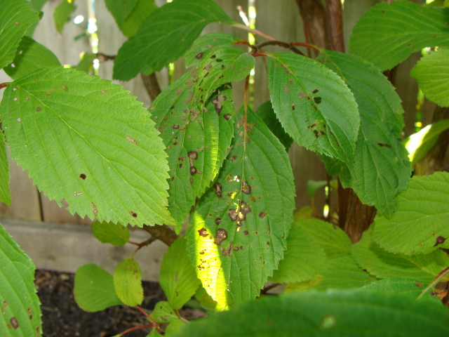 viburnum problem