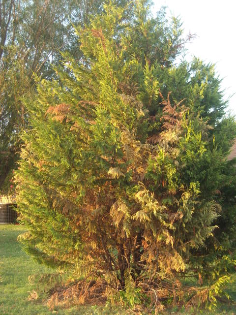 Evergreen Tree