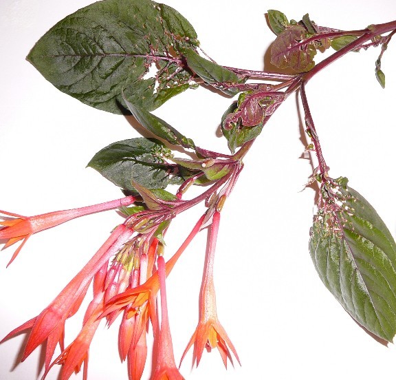 Fuschia leaf problem