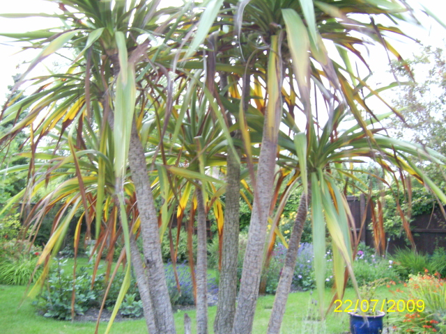 yucca