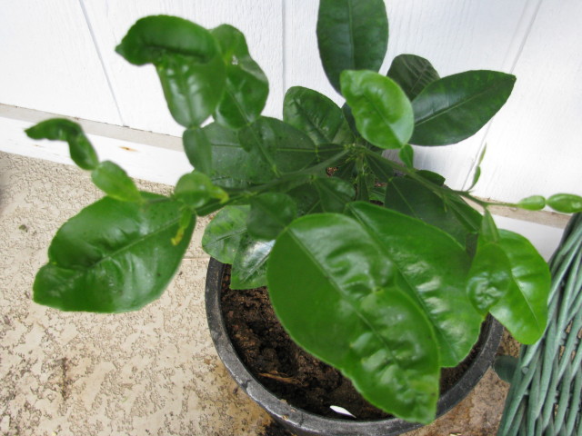 misshapen grapefruit leaves