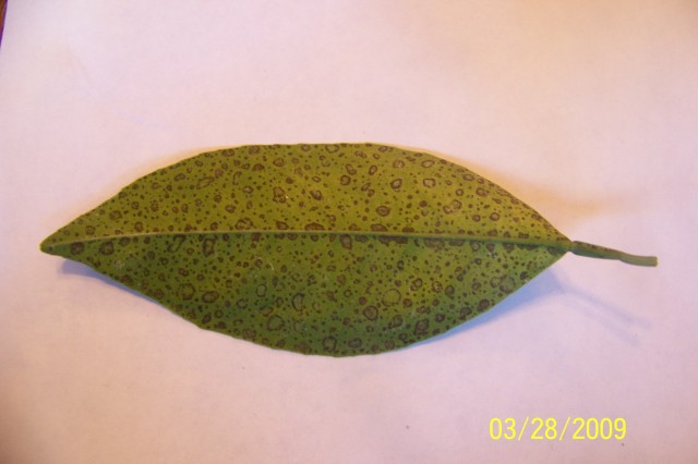 Leaf spots