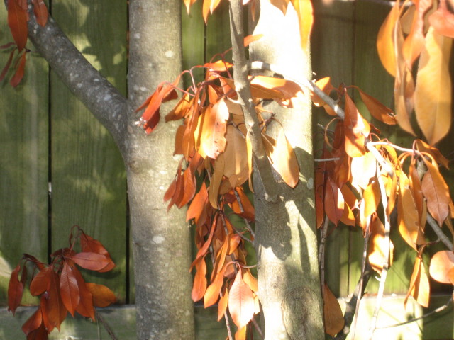 dying poplar