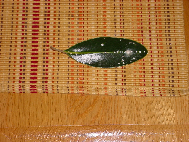 Leaf