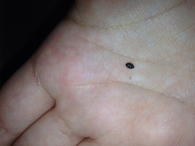Black sesame seed shaped bug