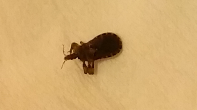 Bug found in a condo apartment 