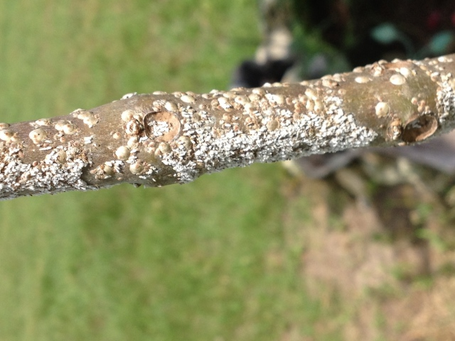 Pests on catalpa tree.