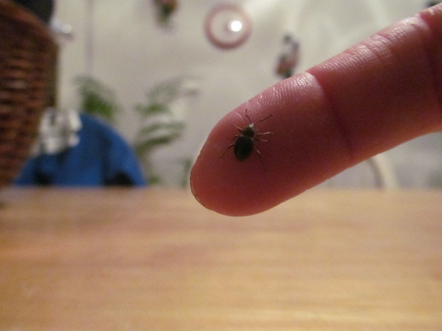carpet beetle?