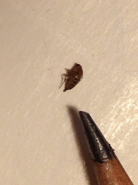 Tiny brown bug (size and top of bug)