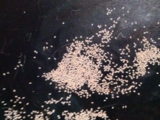 Insect Droppings