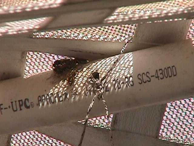 wasps gathering at sprinkler system tube