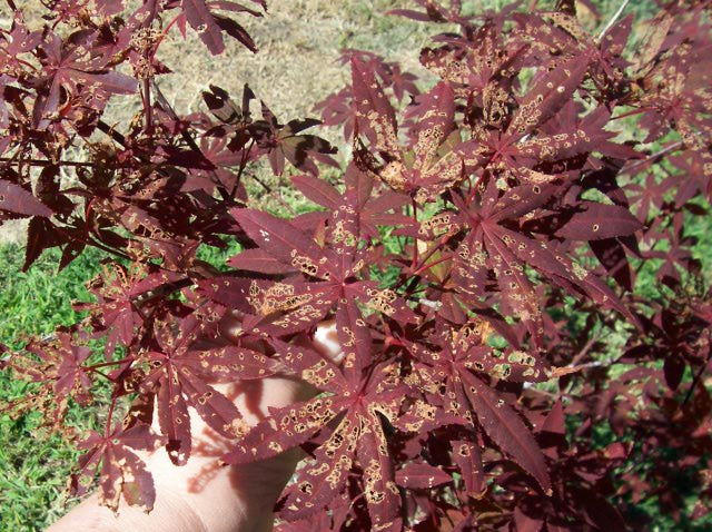 Japanese Maple Tree