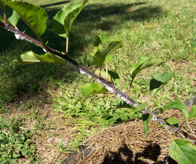 Sargent Crabapple Tree