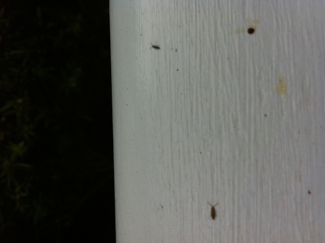 Bugs on Porch