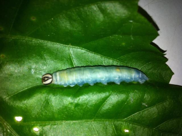 blue caterpillar