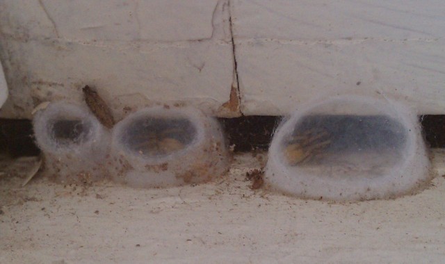 Cocoon Spiders